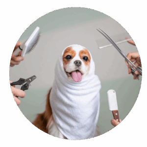 Conciergerie animalière par La Main à la Patte Montpellier et alentours