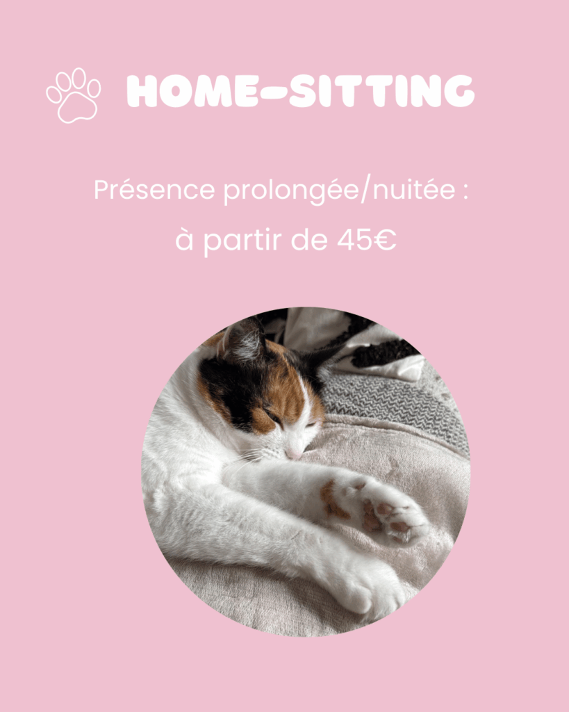 Home sitting chat Montpellier et environs par La Main à la Patte