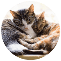 Mistigri La Main à la Patte Montpellier