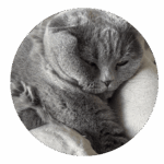 Pet sitting Chats sur Montpellier et alentours par La Main à la Patte