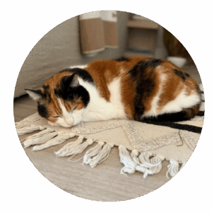 Pet sitting chat Montpellier et alentours par La Main à la Patte