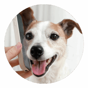 Pet sitting chien La Main à la Patte Montpellier et alentours