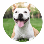 Pet sitting chien heureux Mo