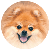 Spitz La Main à la Patte Montpellier