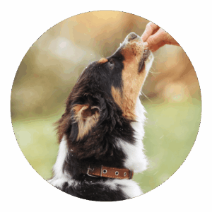 éducation canine Montpellier et alentours by La Main à la Patte